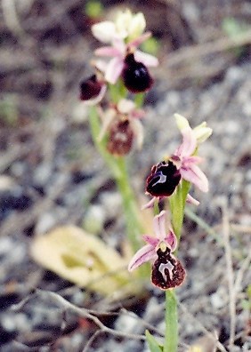 Ophrys ferrum-equinum Parnitha